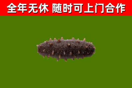 滨州回收海参干